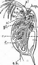 Image result for water flea Anatomy in 2020 | Image, Fleas, Anatomy