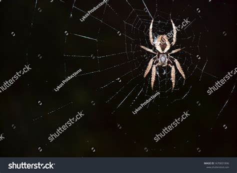 247,066 Spider In Black Background Images, Stock Photos & Vectors | Shutterstock