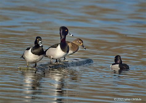 Ring Necked Duck flock | Waterfowl hunting, Duck hunting, Duck season