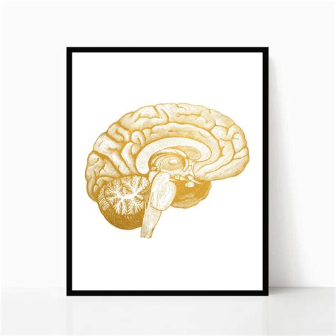 Human Brain Anatomy Neuroscience Art Foil Print Set of 2 - Etsy