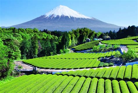 The Beautiful Landscape Of Mount Fuji