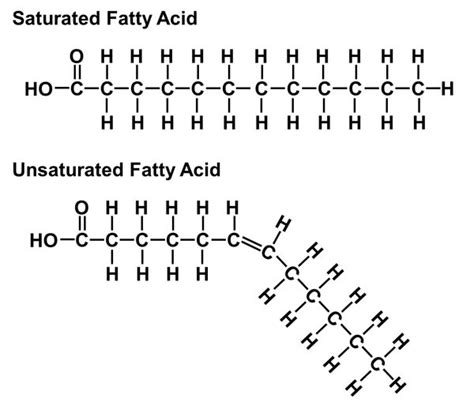 Biology - Macromolecules - Lipids Diagram | Quizlet