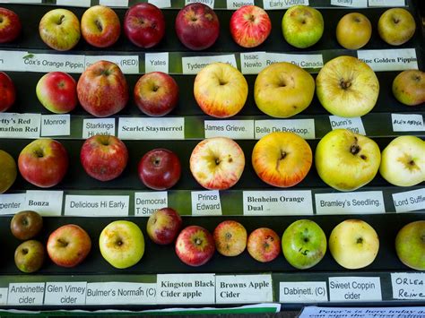 Apple varieties - a photo on Flickriver