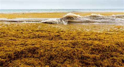 Massive Sargassum Bloom Washing Up on Florida Beaches | ACME Environmental