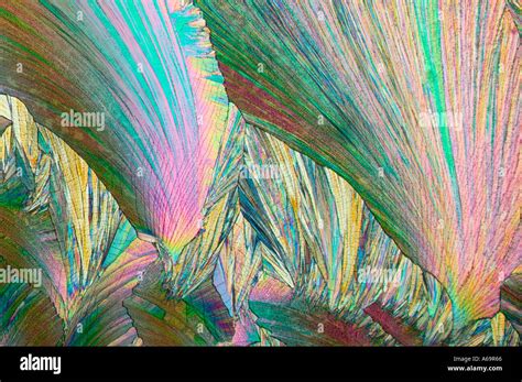 Hippuric acid crystals photomicrograph crossed polarized lighting Stock ...