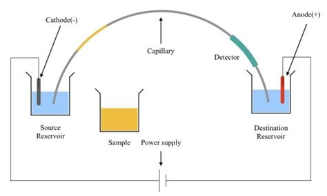 Capillary electrophoresis of DNA- Explained – Genetic Education