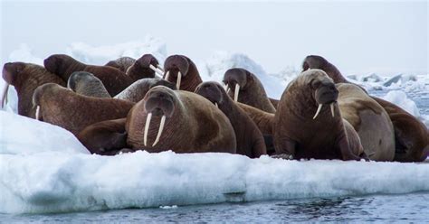 Alaska Walrus Haulouts | Places To See Walruses In Alaska | ALASKA.ORG