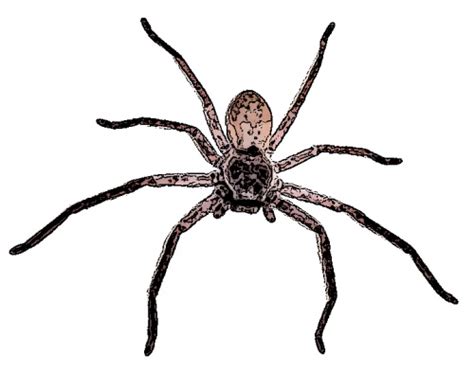 Huntsman Spider Bite - How dangerous are they? - FirstAidPro