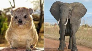 “DAWN HORSE” OF EVOLUTION ACTUALLY A HYRAX MAMMAL ALIVE TODAY ...