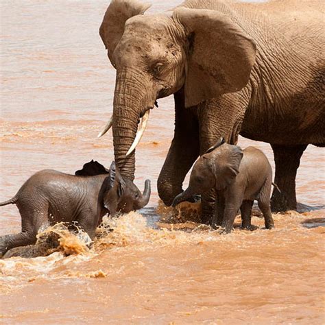 African Elephant Facts - Elephants For Africa