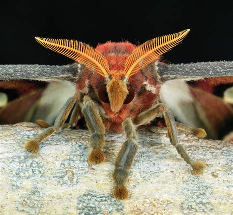 The Butterfly Center beat: Everything you ever wanted to know about raising Atlas moths ...