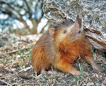 Solenodon - Wikipedia