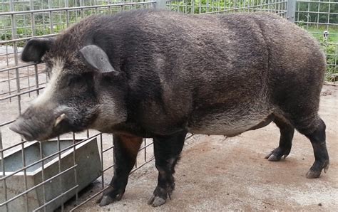 Boar–pig hybrid - Wikipedia