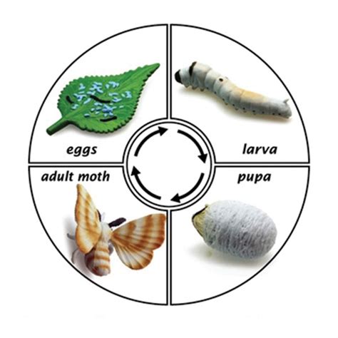 Montessori Materials: Life Cycle of a Silk Worm Cards