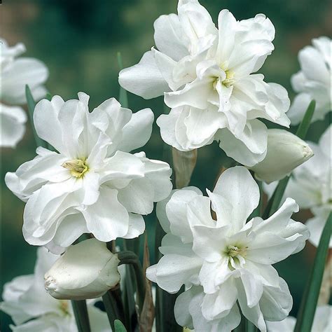 Narcissus ‘Double Poet’s’ Bulbs | Terrain