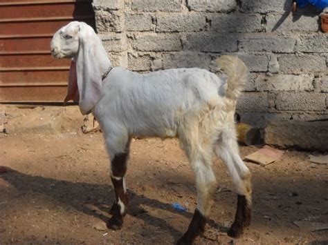 Jamnapari goat - Alchetron, The Free Social Encyclopedia