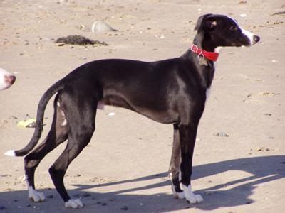 Black whippet | Whippets and Hounds | Pinterest