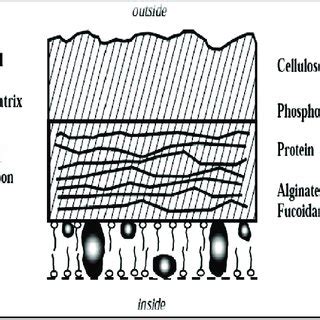 1: Major algal groups and their cell wall components | Download Table