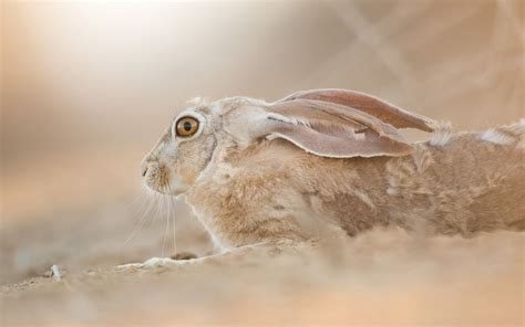 Desert Hare | Smithsonian Photo Contest | Smithsonian Magazine