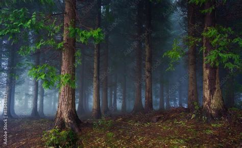 dark forest Stock Photo | Adobe Stock