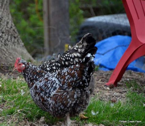 Marek's Disease Symptoms to Watch For - Timber Creek Farm