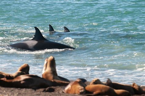 Premium Photo | Orca family hunting sea lions on the paragonian coast ...