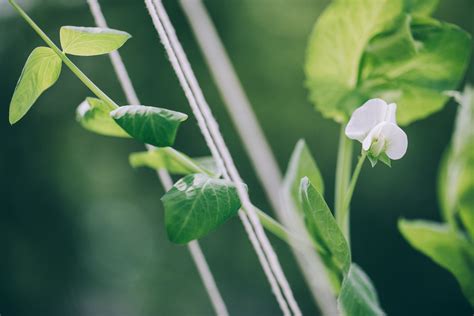 How to Grow and Care for Snow Peas