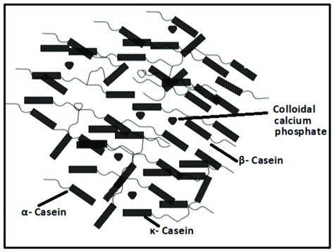 Casein polymer structure. | Download Scientific Diagram