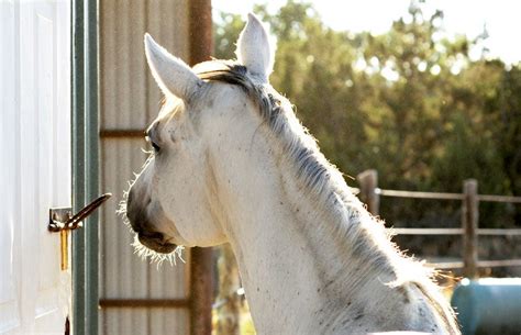 Smart Horse Photos | Best Friends Animal Society - Save Them All