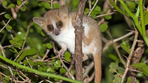 What Do Mouse Lemurs Eat?