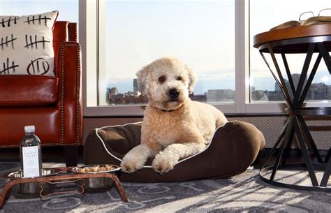 Three Dog-Friendly Hotels In The U.S.A. | Dog friendly hotels, Boston ...