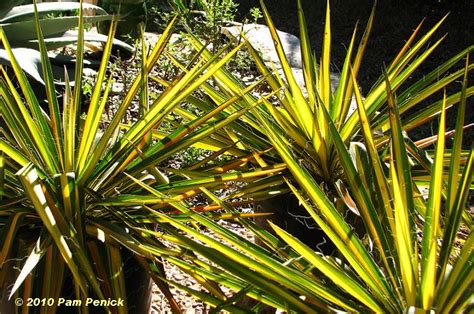 En garde with 'Color Guard' Yucca - Digging