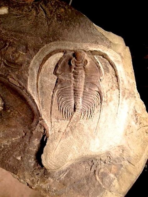 17 Best images about Fossils on Pinterest | Green river, In china and ...