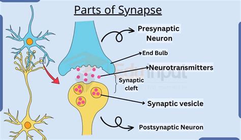 What is Synapse? - Parts, Types, and Mechanism