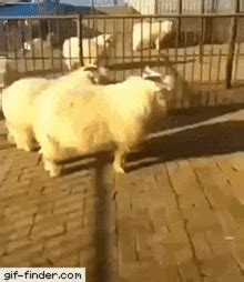 Sheep Jump GIFs | Tenor