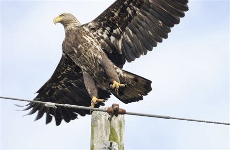 DNR: Bald eagles doing well on Georgia coast | Local News | The Brunswick News