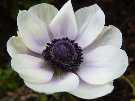 Flower Of The Month Anemones — Liaisons De Fleurs