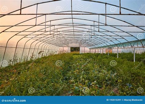 An Old Greenhouse Interior at Sunset Stock Image - Image of industry, plant: 192015391