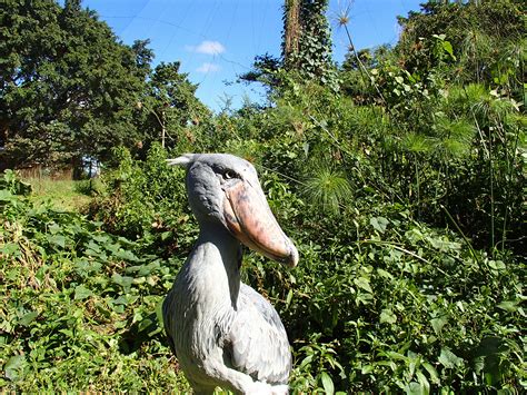 Uganda Wildlife Education Centre - Lori & Michael's Travel Blog