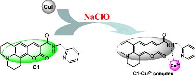 Schematic representations of the detection for hypochlorite using the ...