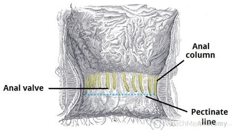 Pectinate Line Histology