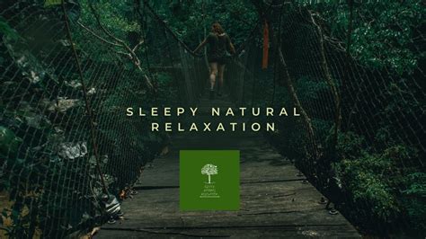 Rainy Forest Stress Relieving Sleep Music White Noise Sounds for ...