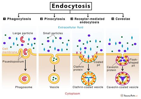 Endocytosis: Definition, Types, & Examples with Diagram