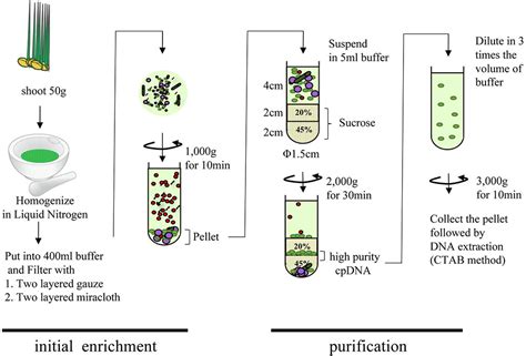 Frontiers | Optimized Method of Extracting Rice Chloroplast DNA for High-Quality Plastome ...