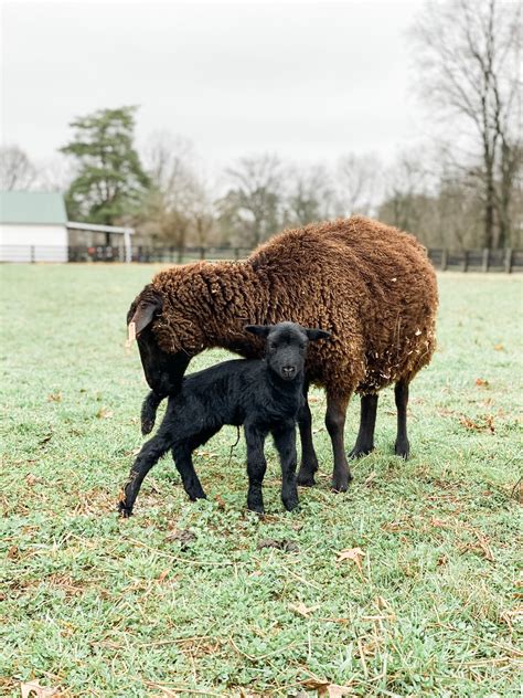 Black Welsh Mountain Sheep - The Livestock Conservancy