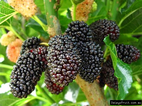 Dwarf Mulberry Tree Black Fruit Trees (Morus nigra)