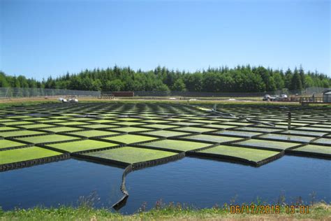 Making the most of a waste water lagoon | Sustainability in Prisons Project