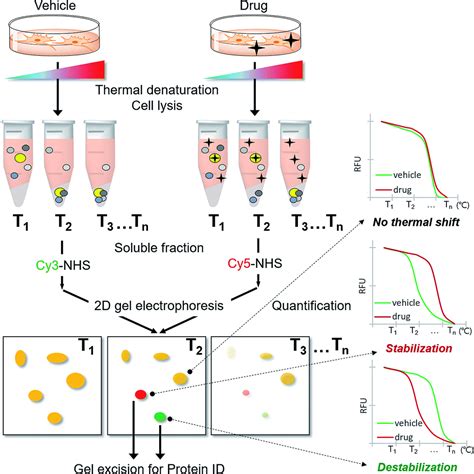 Label-free target identification using in-gel fluorescence difference via thermal stability ...