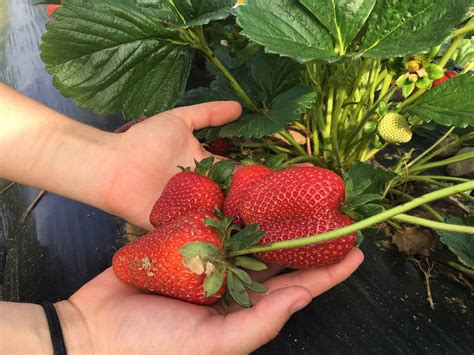 Pick your own Strawberry - Delvin Farms