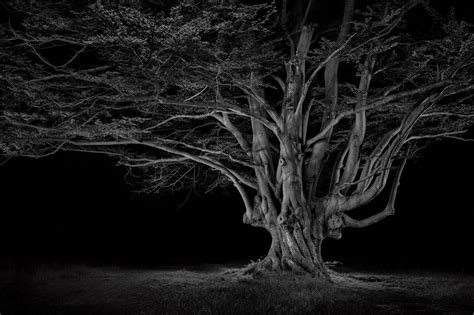 Jasper Goodall - Twilight #19, Gathering - Silver Birch Tree - Black and White Landscape Print ...